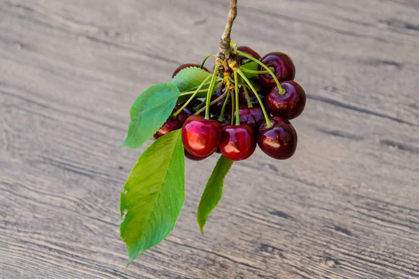 Berries of sweet cherry with a twig and leaves. Ripe red sweet cherry