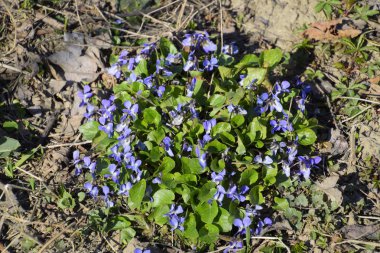 Bloom mavi mor Bahçe