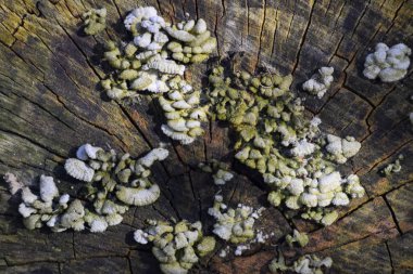 Kenevir çürüyen tarihinde mantarlar