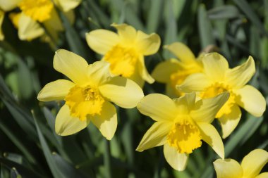 Nergis çiçek yatakta çiçek tomurcukları.