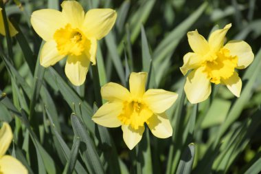Nergis çiçek yatakta çiçek tomurcukları.