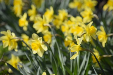 Nergis çiçek yatakta çiçek tomurcukları.