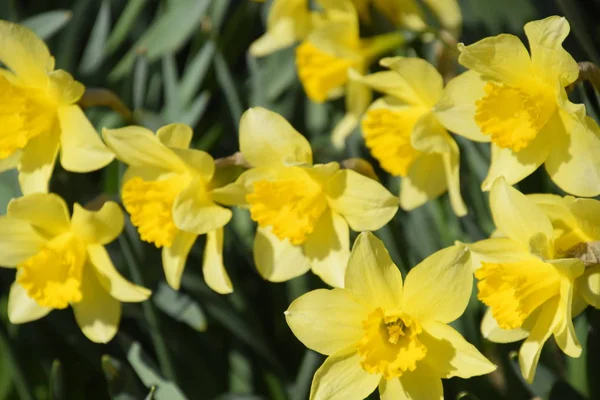 Blühende Knospen von Narzissen im Beet. — Stockfoto