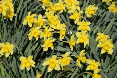 Nergis çiçek yatakta çiçek tomurcukları.