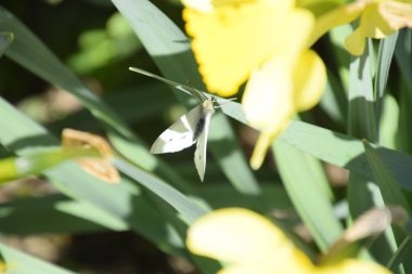 Nergis çiçek yatakta çiçek tomurcukları.