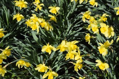 Nergis çiçek yatakta çiçek tomurcukları.