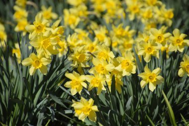 Nergis çiçek yatakta çiçek tomurcukları.