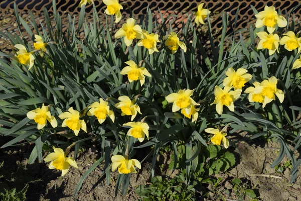 Brotes florecientes de narcisos en lecho de flores . — Foto de Stock