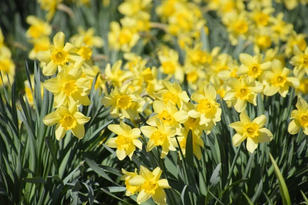 Blühende Knospen von Narzissen im Beet. — Stockfoto