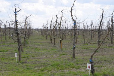 Bahçede elma ağaçlarının elma ağaçları budama