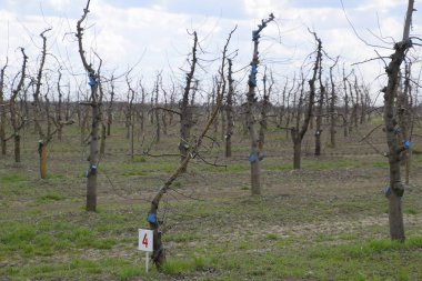 Bahçede elma ağaçlarının elma ağaçları budama