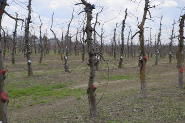 Bahçede elma ağaçlarının elma ağaçları budama