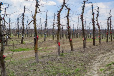 Bahçede elma ağaçlarının elma ağaçları budama