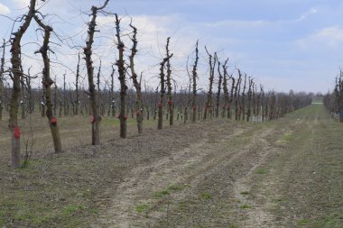 Bahçede elma ağaçlarının elma ağaçları budama