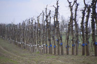 Bahçede elma ağaçlarının elma ağaçları budama
