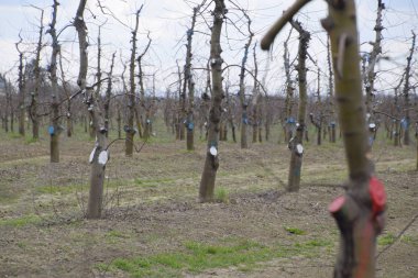 Bahçede elma ağaçlarının elma ağaçları budama