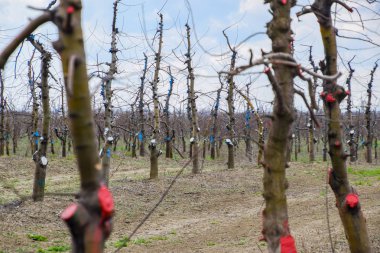 Bahçede elma ağaçlarının elma ağaçları budama