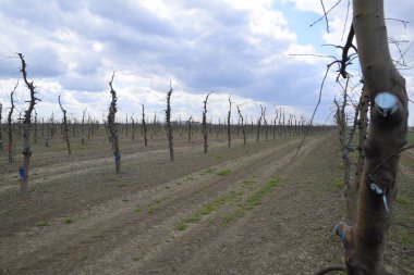 Bahçede elma ağaçlarının elma ağaçları budama