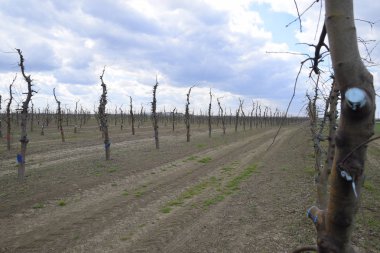 Bahçede elma ağaçlarının elma ağaçları budama