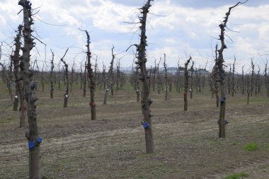Bahçede elma ağaçlarının elma ağaçları budama