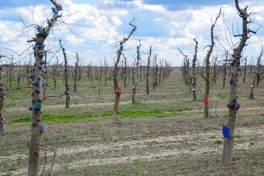 Bahçede elma ağaçlarının elma ağaçları budama