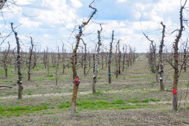 Bahçede elma ağaçlarının elma ağaçları budama