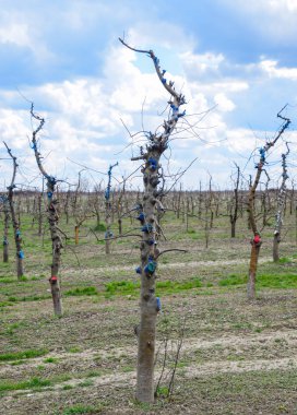 Bahçede elma ağaçlarının elma ağaçları budama