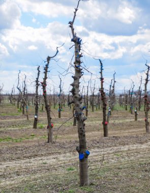 Bahçede elma ağaçlarının elma ağaçları budama