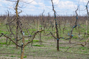 Bahçede elma ağaçlarının elma ağaçları budama