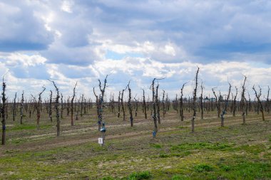 Bahçede elma ağaçlarının elma ağaçları budama