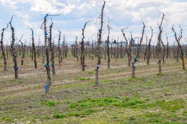 Bahçede elma ağaçlarının elma ağaçları budama