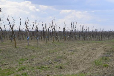Bahçede elma ağaçlarının elma ağaçları budama