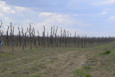 Bahçede elma ağaçlarının elma ağaçları budama