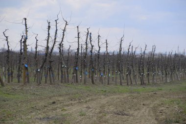 Bahçede elma ağaçlarının elma ağaçları budama