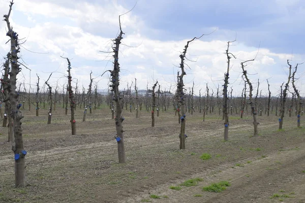Bahçede elma ağaçlarının elma ağaçları budama