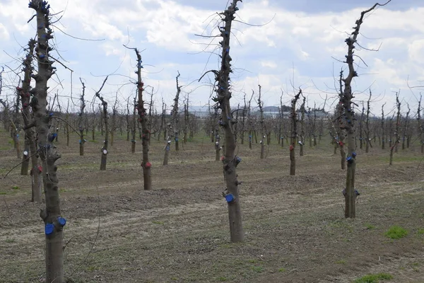 Bahçede elma ağaçlarının elma ağaçları budama