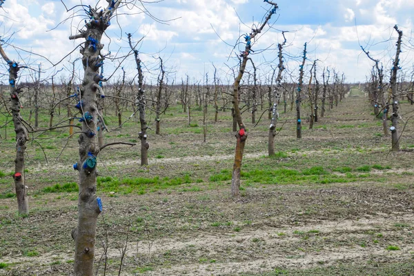 Bahçede elma ağaçlarının elma ağaçları budama