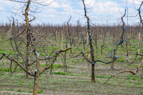 Bahçede elma ağaçlarının elma ağaçları budama