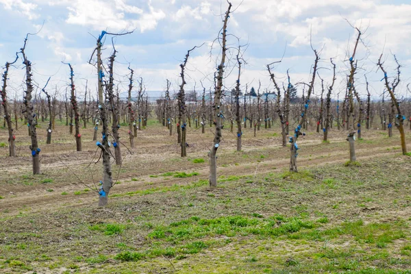 Bahçede elma ağaçlarının elma ağaçları budama