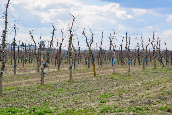 Bahçede elma ağaçlarının elma ağaçları budama