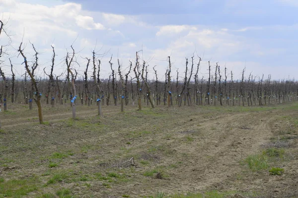 Bahçede elma ağaçlarının elma ağaçları budama