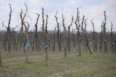 Bahçede elma ağaçlarının elma ağaçları budama