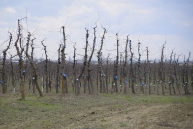 Bahçede elma ağaçlarının elma ağaçları budama