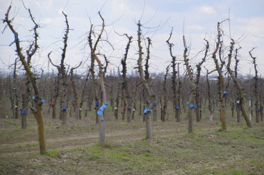 Bahçede elma ağaçlarının elma ağaçları budama