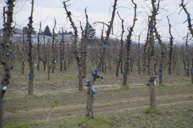 Bahçede elma ağaçlarının elma ağaçları budama