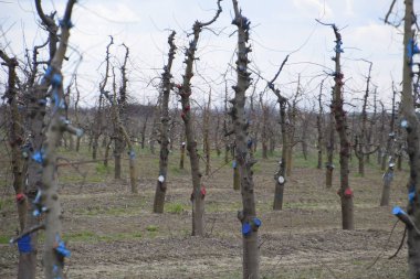 Bahçede elma ağaçlarının elma ağaçları budama