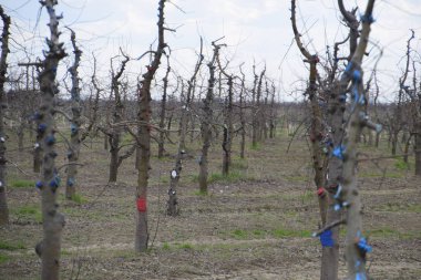 Bahçede elma ağaçlarının elma ağaçları budama