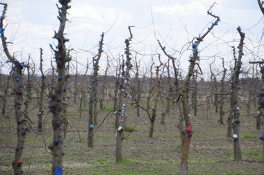 Bahçede elma ağaçlarının elma ağaçları budama