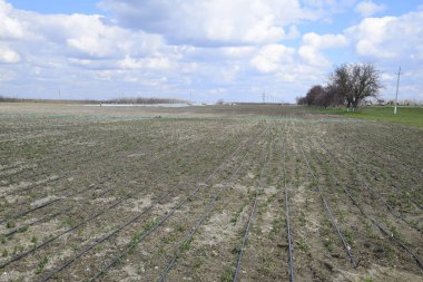 Sahada sulama damla, damla sulama hortumları siyah.