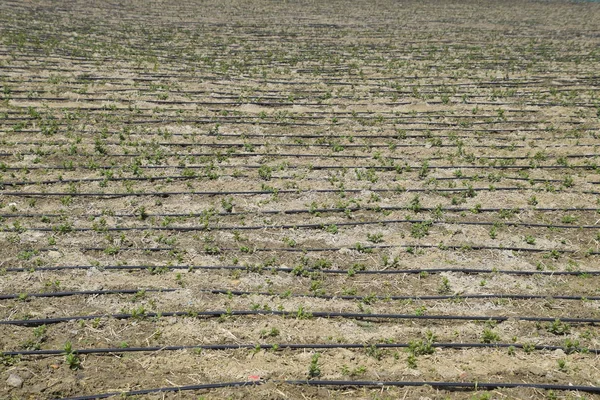 Irrigation goutte à goutte sur le terrain, tuyaux noirs irrigation goutte à goutte . — Photo